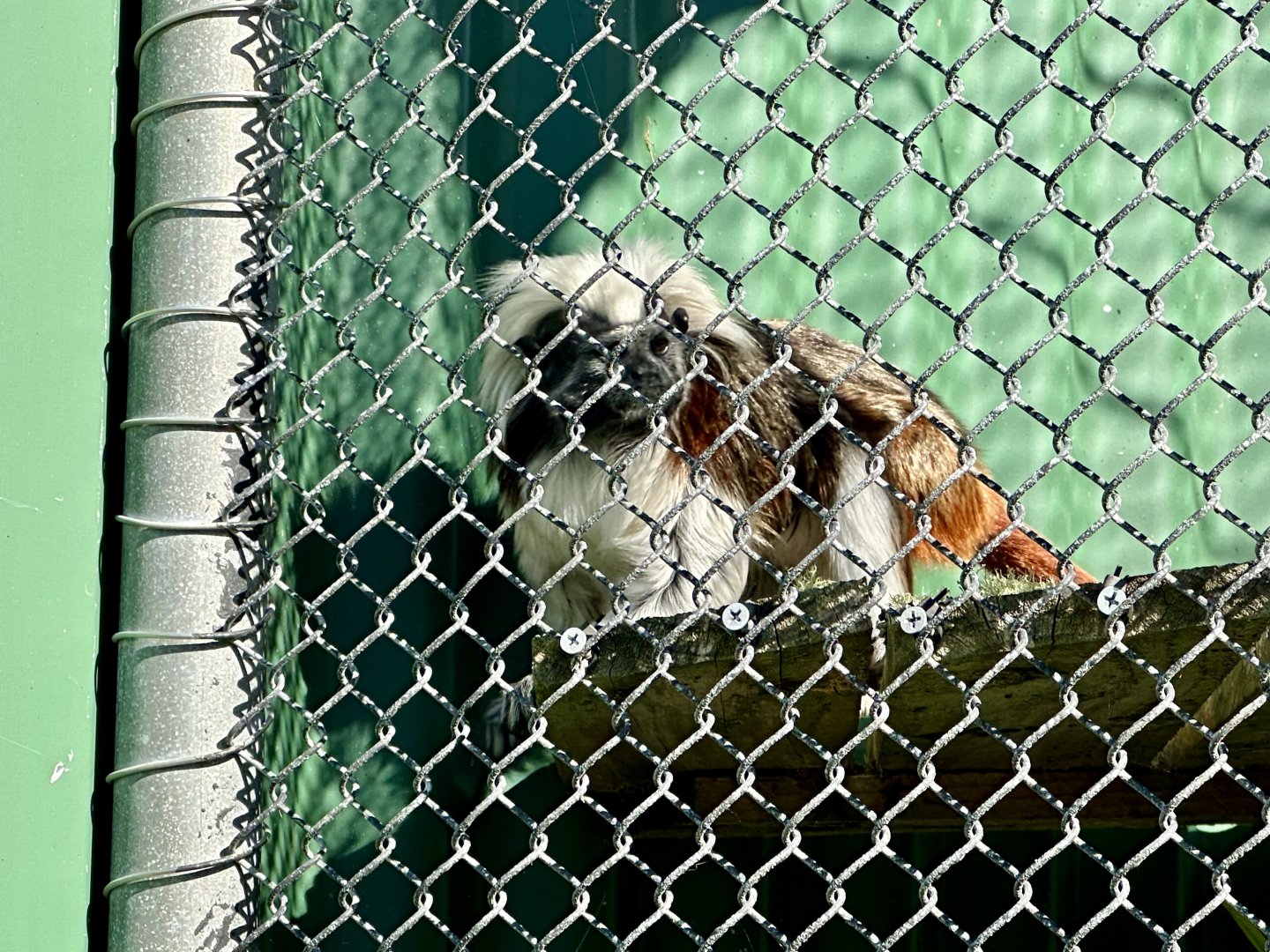 Cotton-top tamarin (Saguinus oedipus)