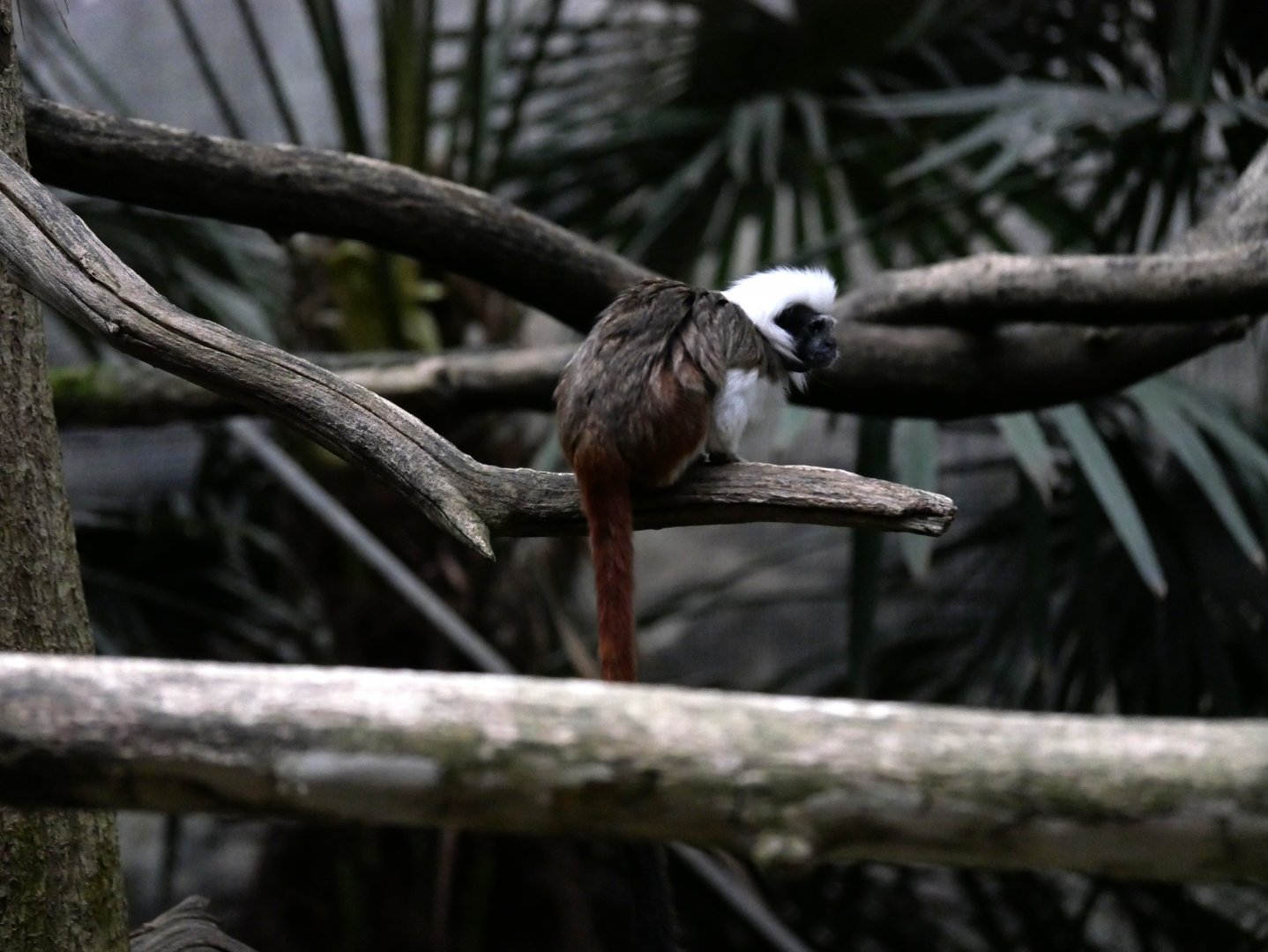 Cotton-top tamarin (Saguinus oedipus)