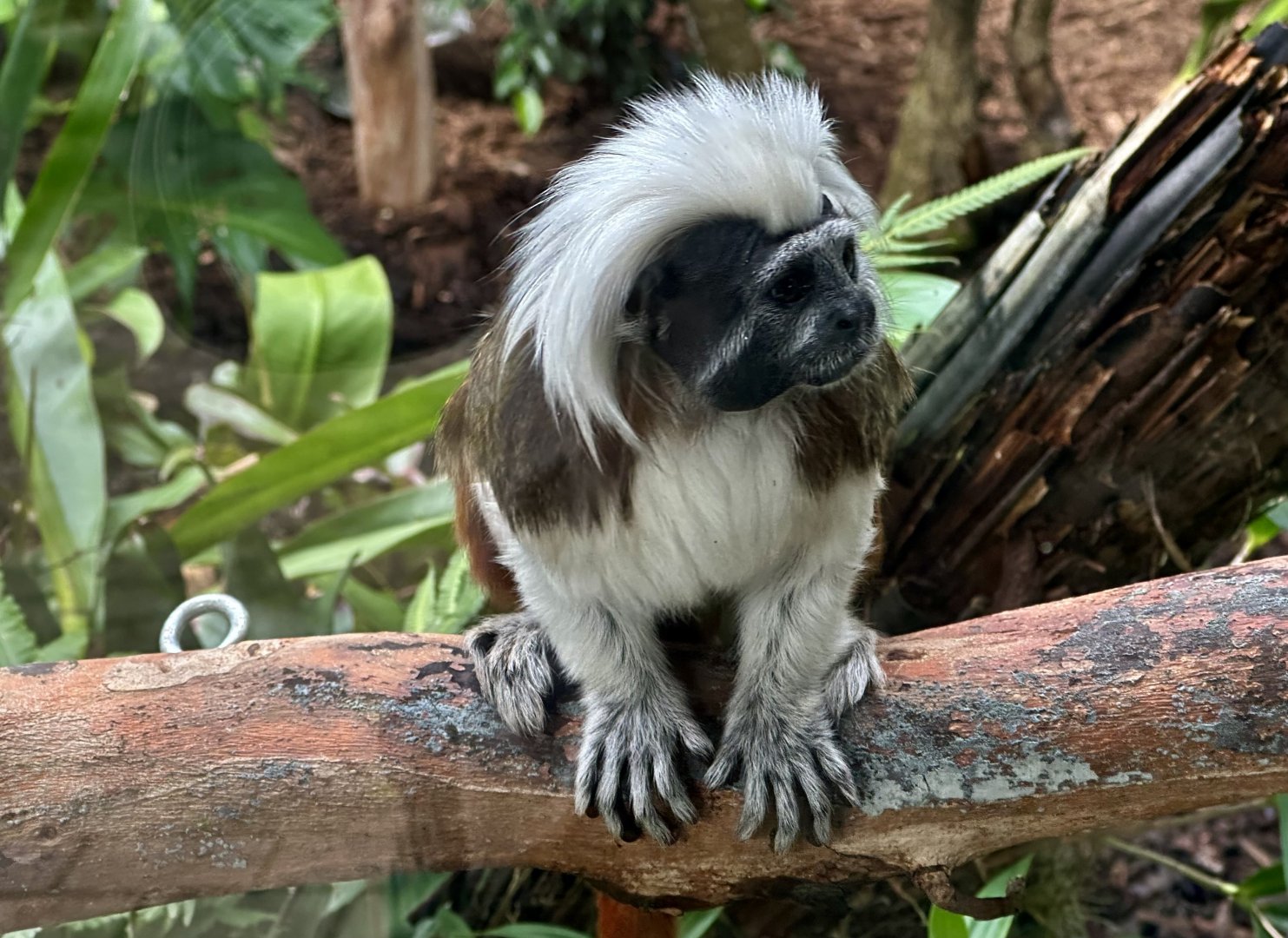 Cotton-top tamarin (Saguinus oedipus)