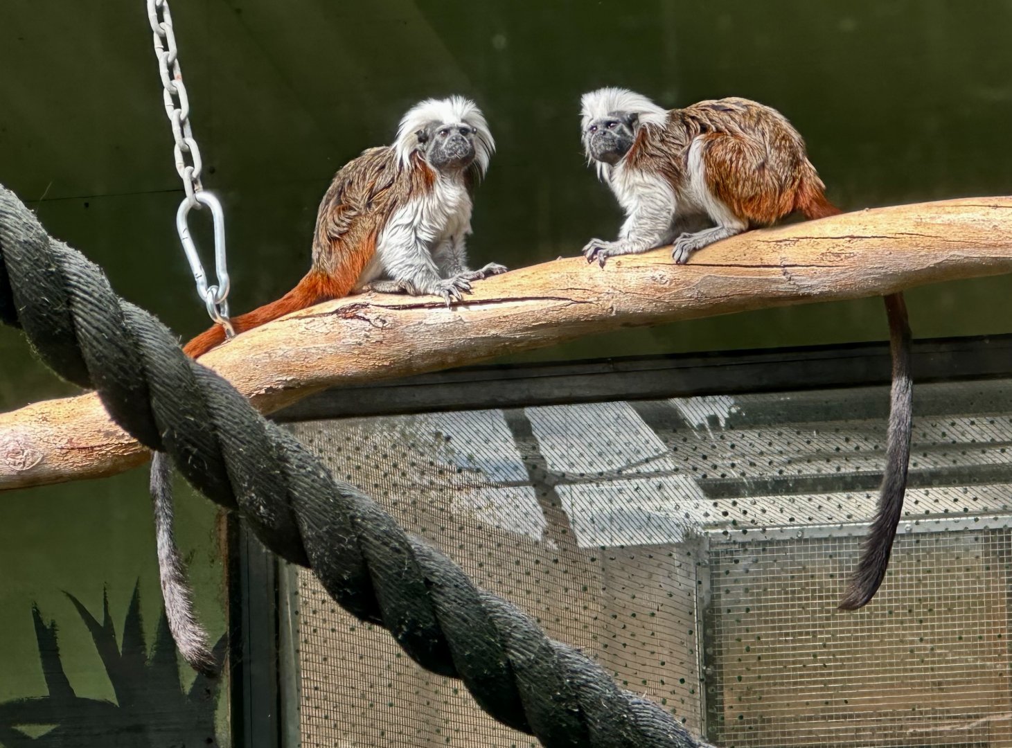 Cotton-top tamarin (Saguinus oedipus)