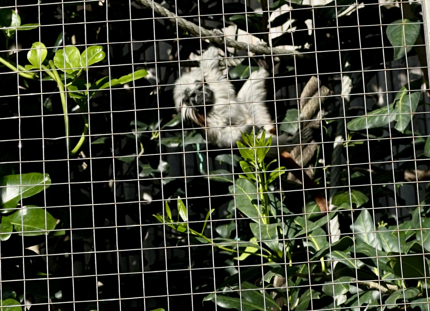 Cotton-top tamarin (Saguinus oedipus)