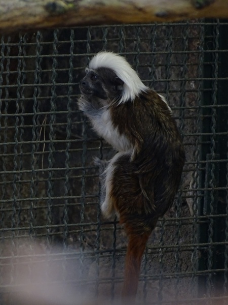 Cotton-top tamarin (Saguinus oedipus)