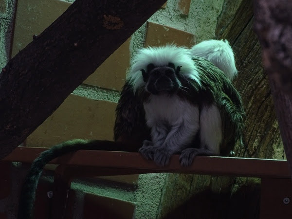 Cotton-top tamarin (Saguinus oedipus)