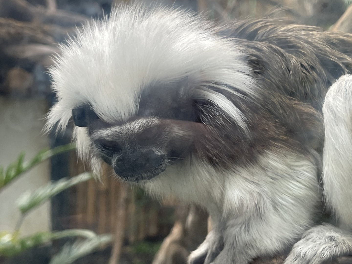 cotton-top tamarin (saguinus oedipus)