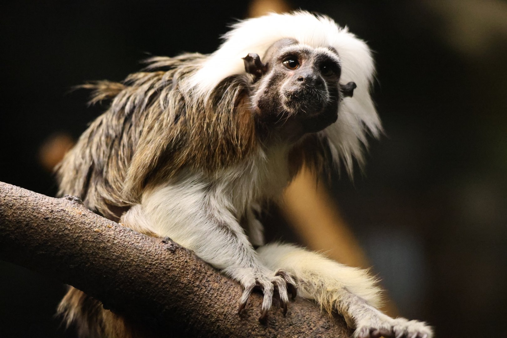 Cotton-top tamarin (Saguinus oedipus)