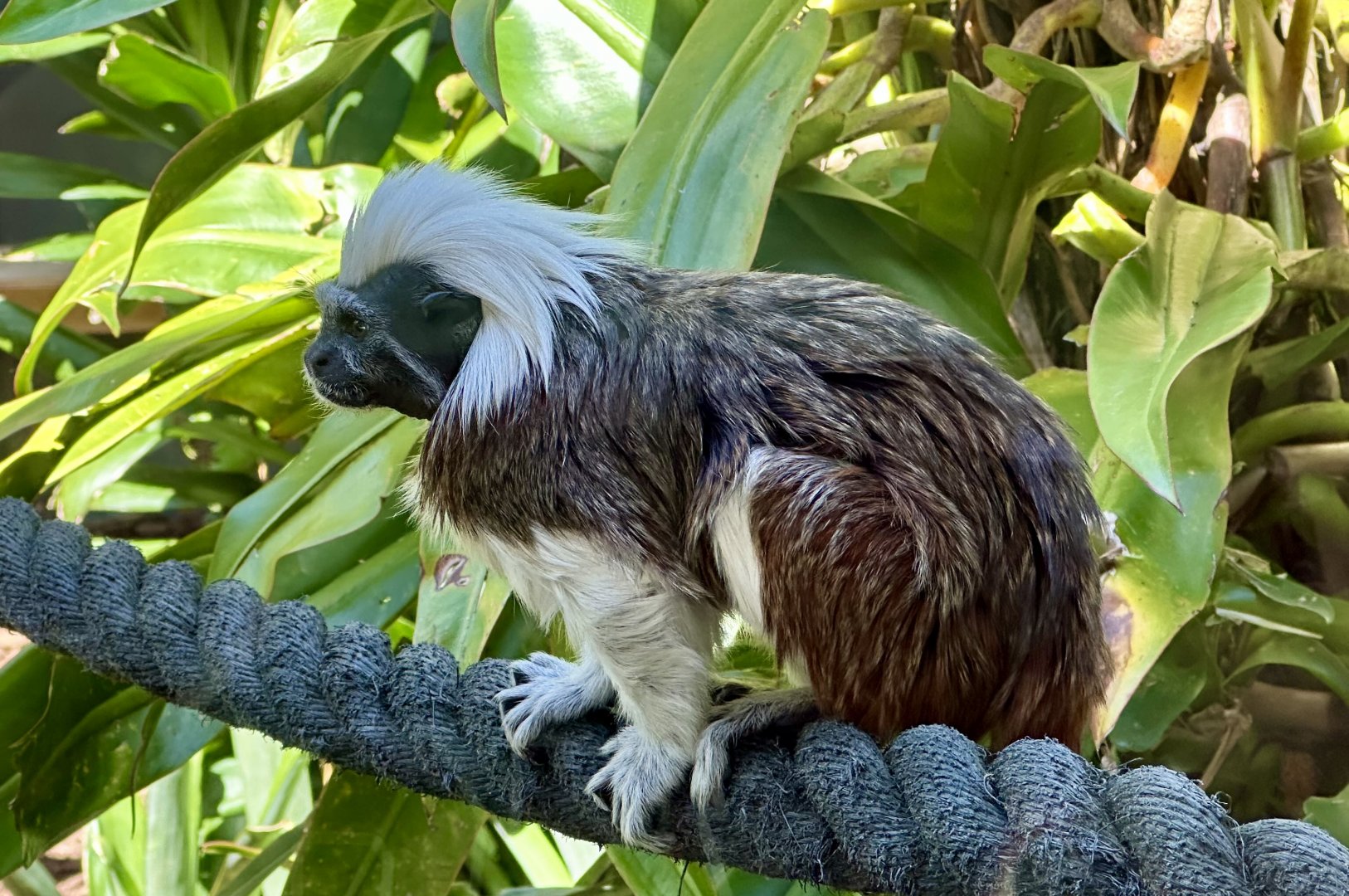 Cotton-top tamarin (Saguinus oedipus)