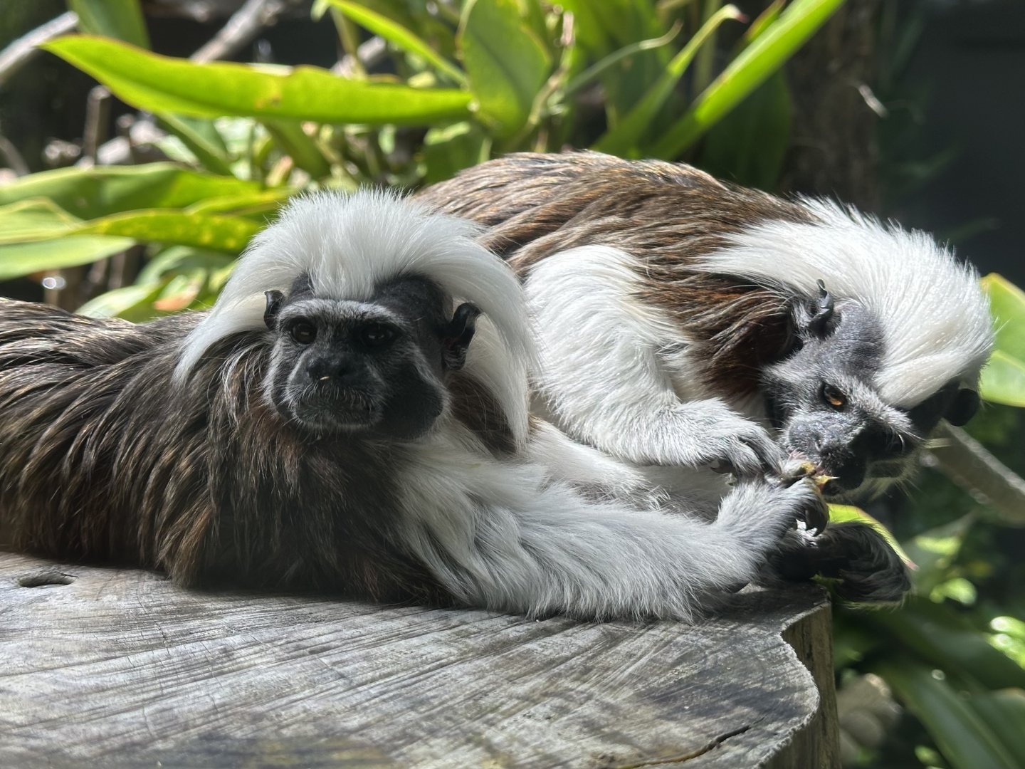 Cotton-top tamarin (Saguinus oedipus)