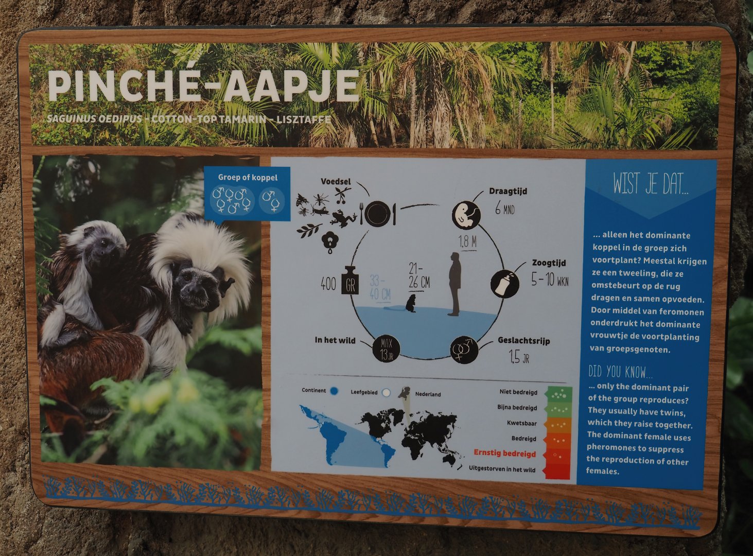 Cotton-top tamarin signage, 2024-06-30