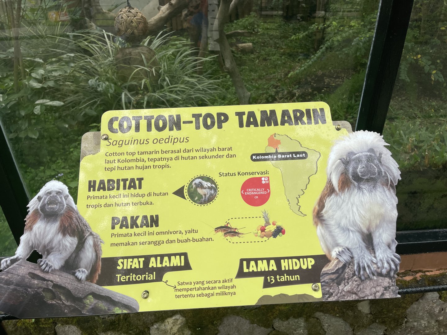 cotton-top tamarin signage