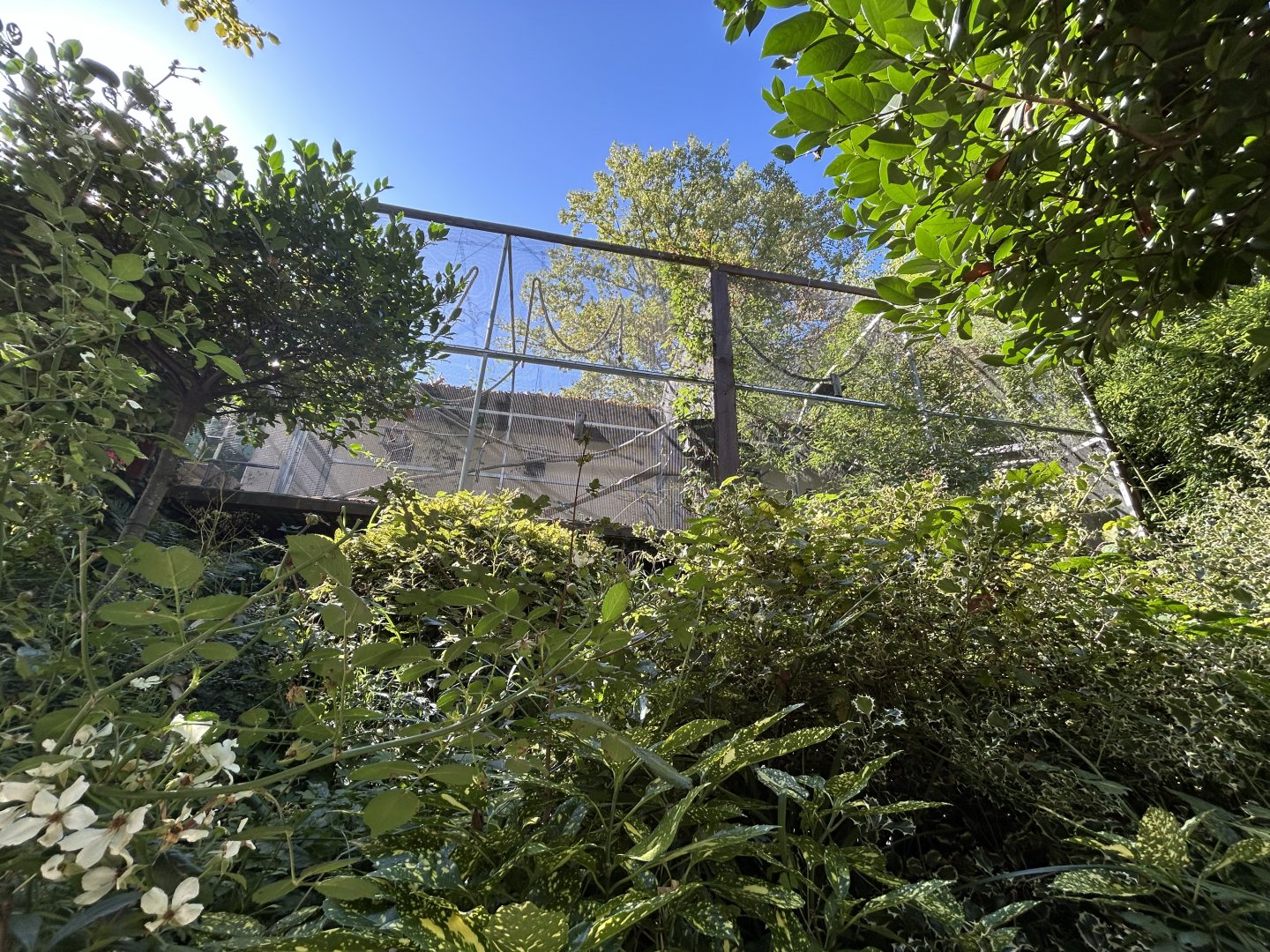 Cotton-top Tamarin & Silvery Marmoset Exhibit