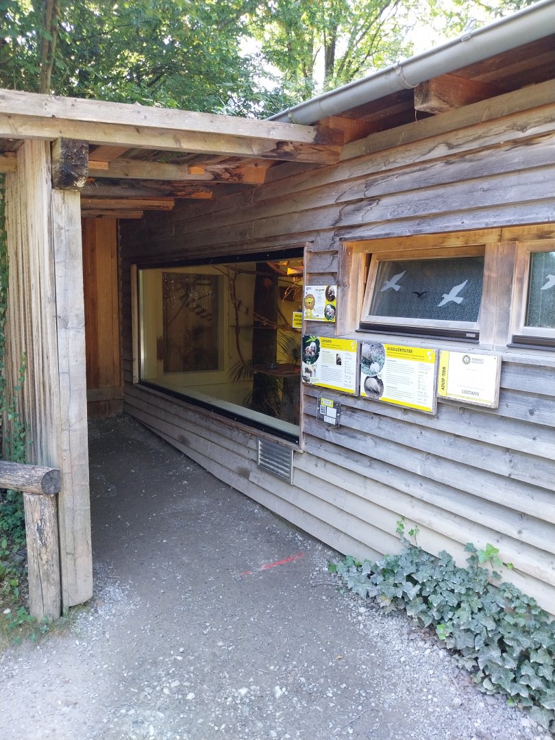 Cotton-top tamarin & Southern three-banded amadillo