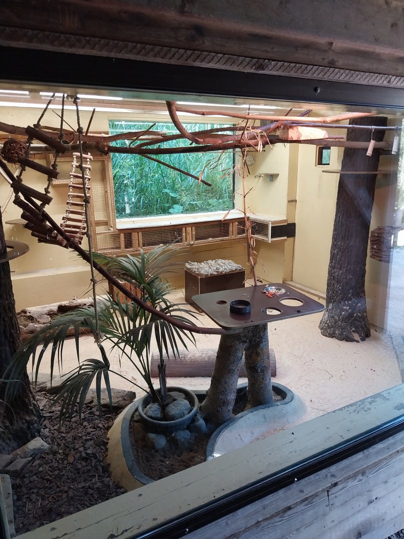 Cotton-top tamarin & Southern three-banded amadillo