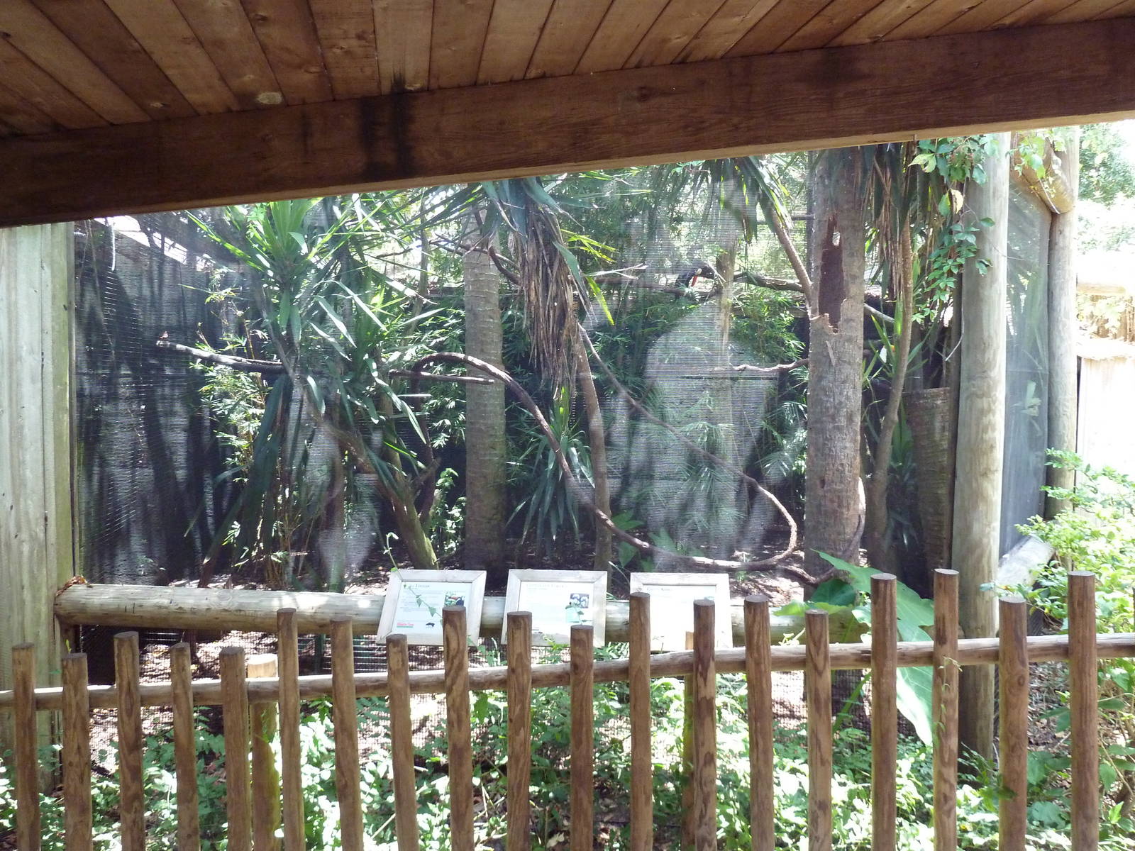 Cotton-Top Tamarin/Toco Toucan/Green Acouchi Exhibit