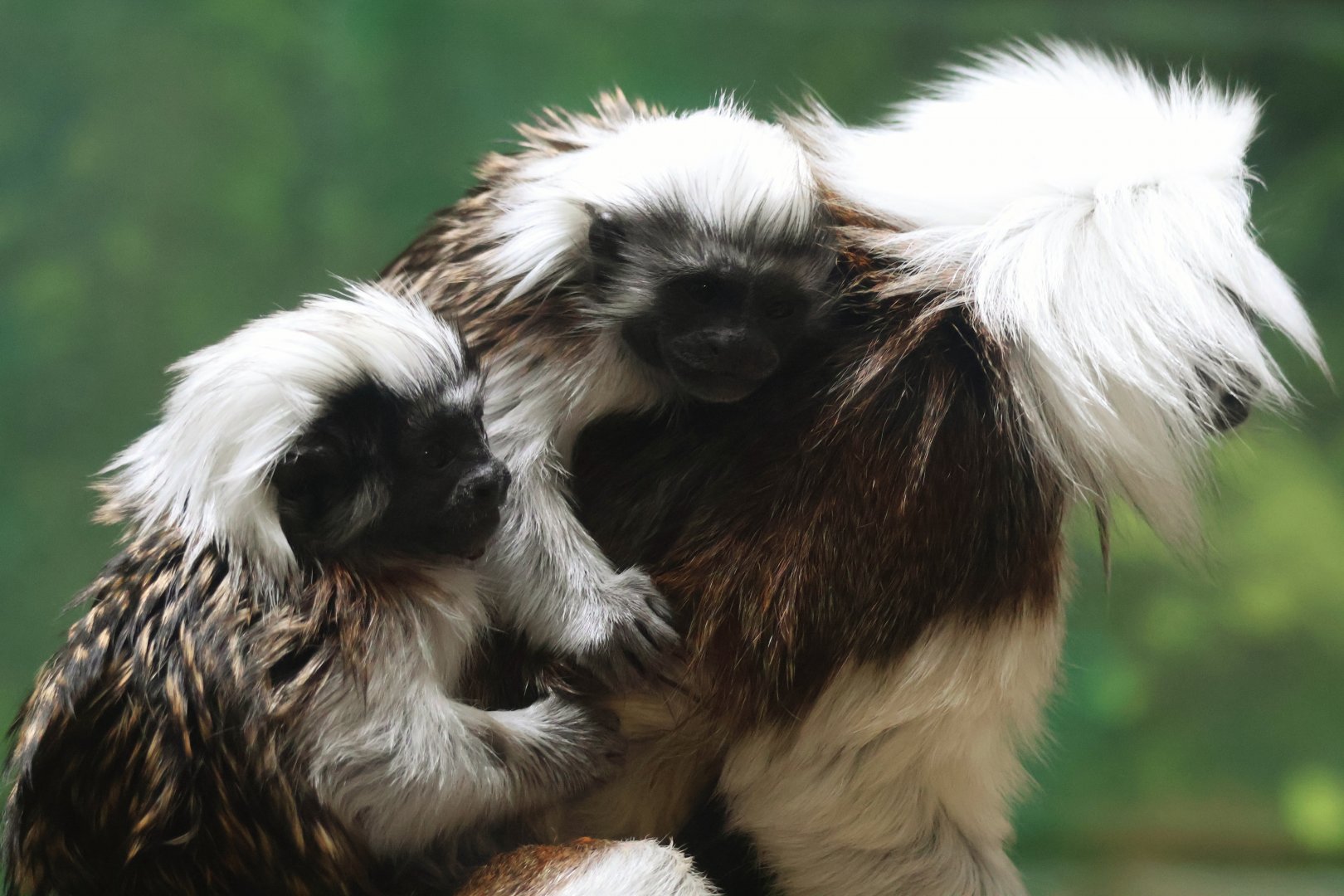 Cotton Top Tamarin twins