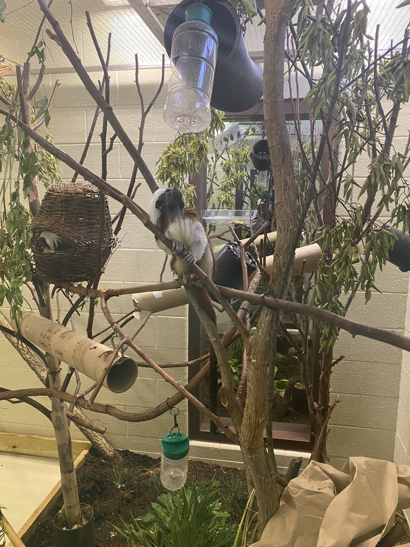 Cotton Top Tamarin - Visitor’s Center