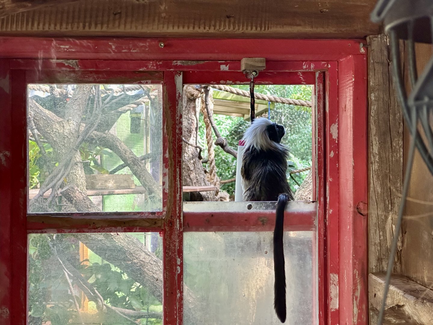 Cotton-top Tamarin Window
