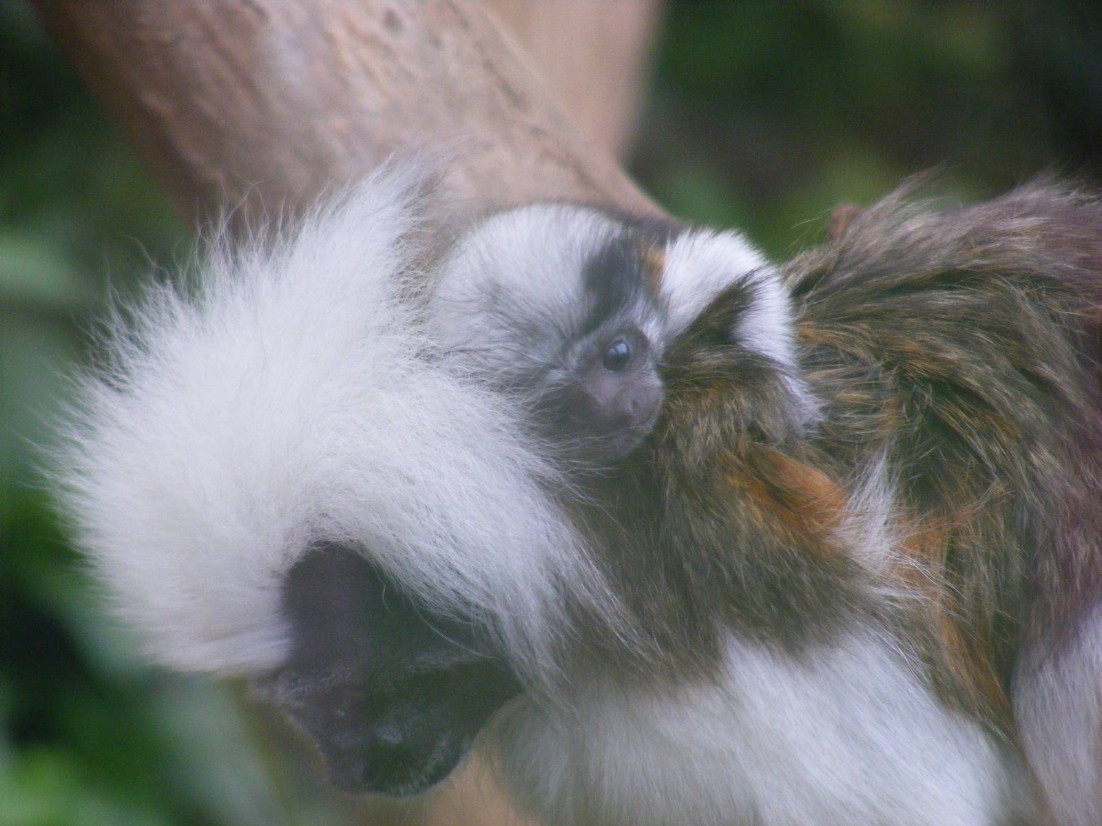 Cotton top tamarin with baby at Marwell Wildlife, 22 August 2010
