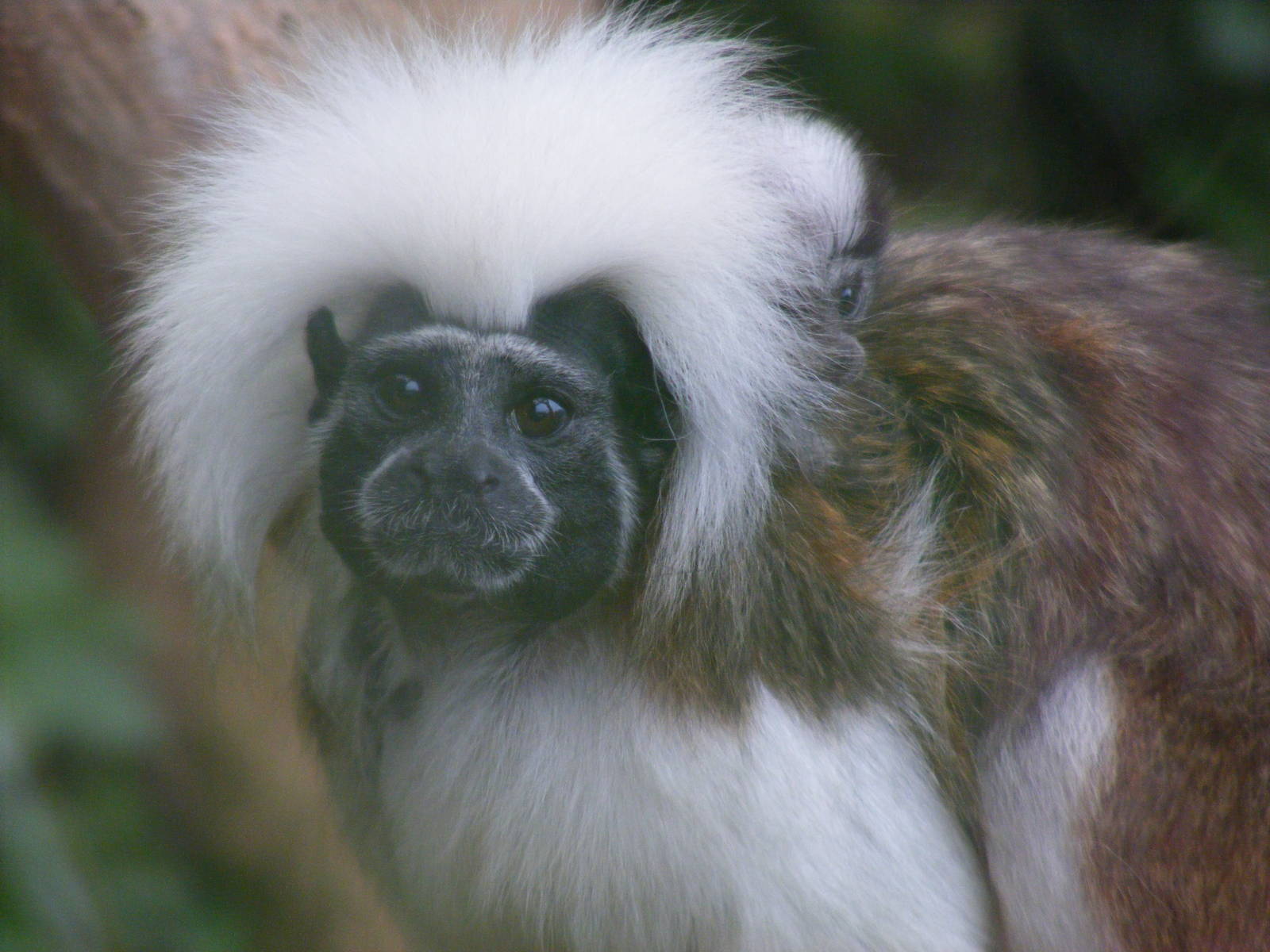 Cotton top tamarin with baby at Marwell Wildlife, 22 August 2010