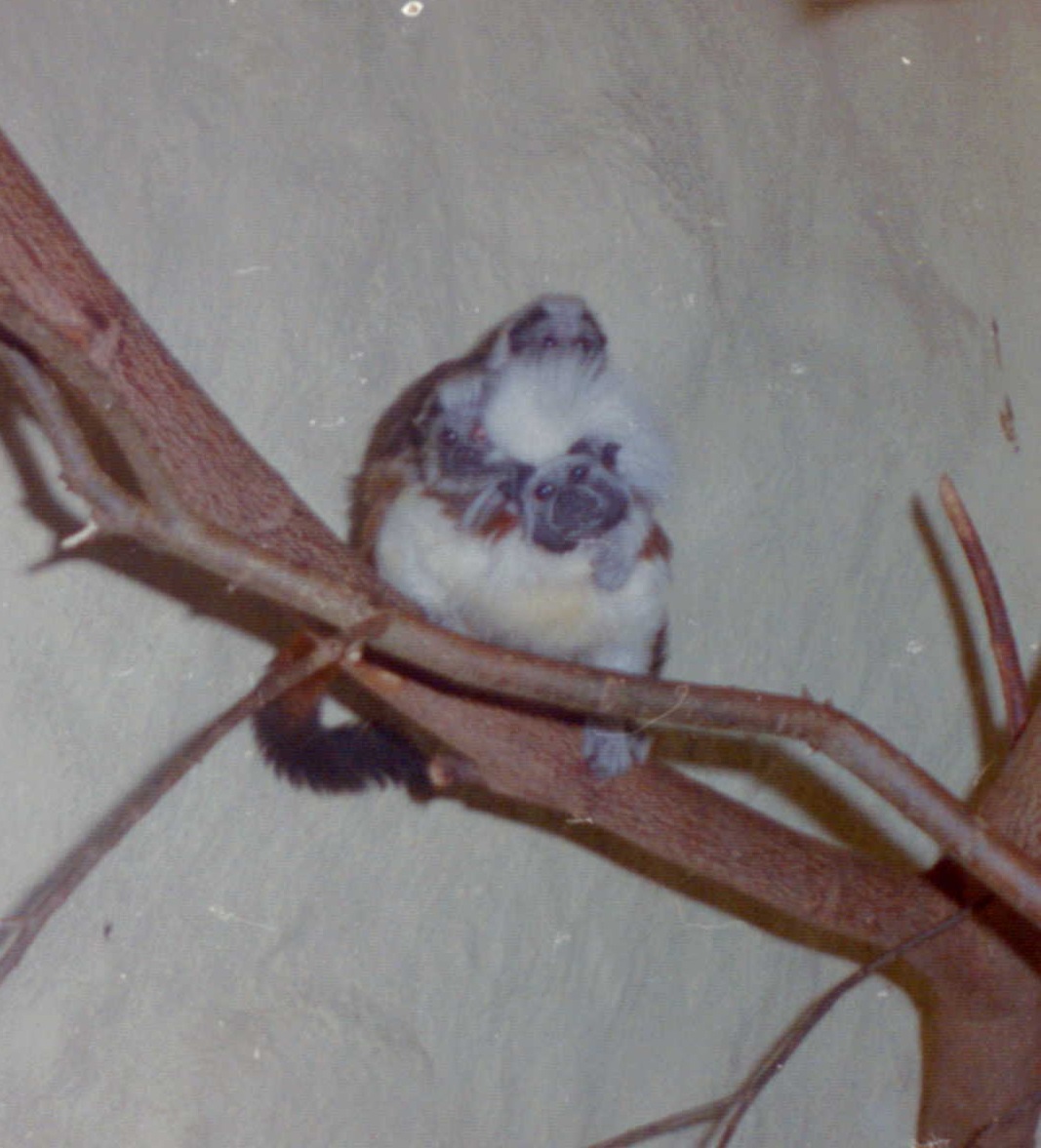 Cotton-top tamarin with young