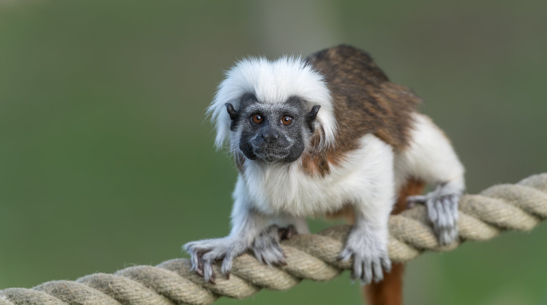 Cotton Top Tamarin, YWP, UK