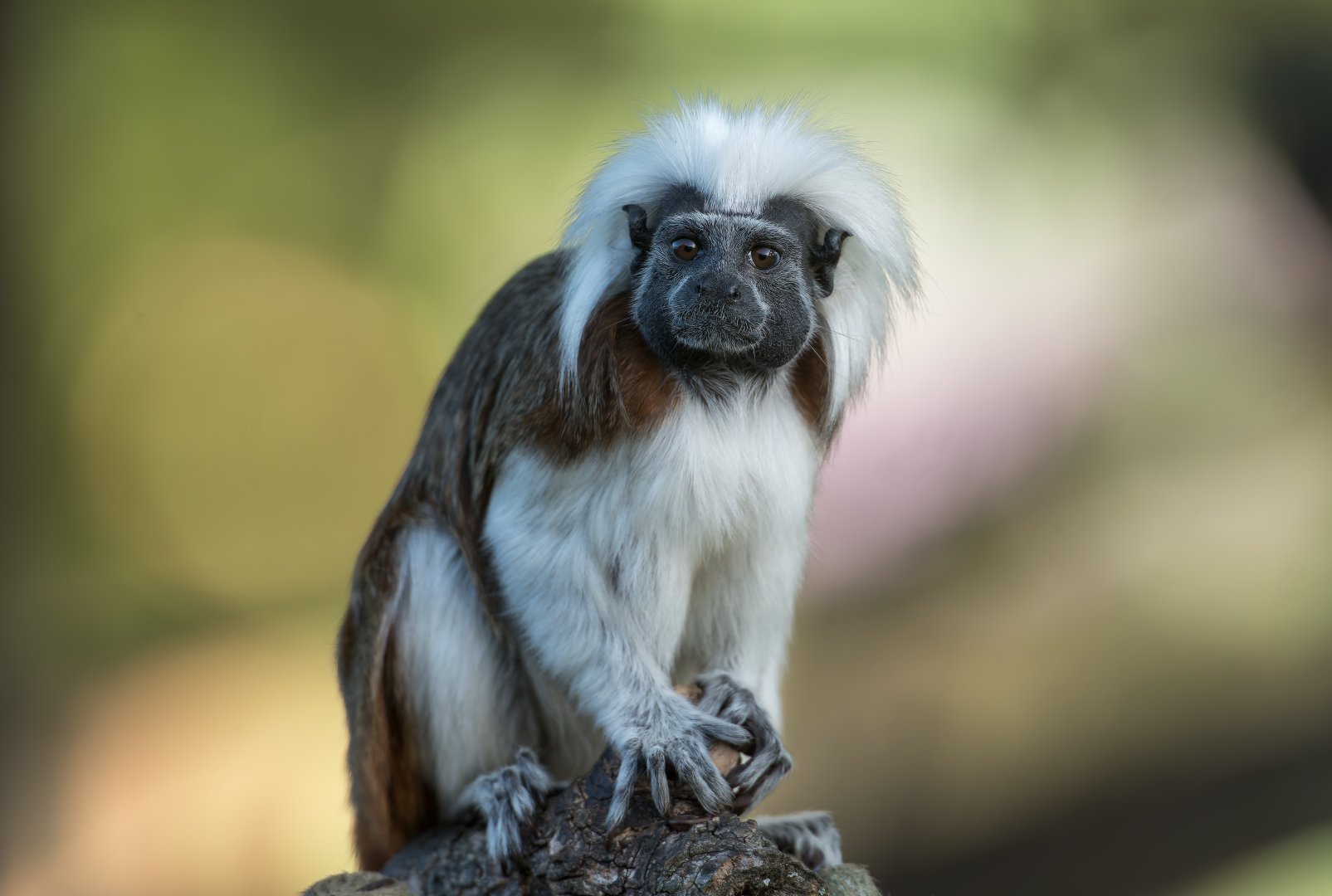 Cotton Top Tamarin, YWP, UK