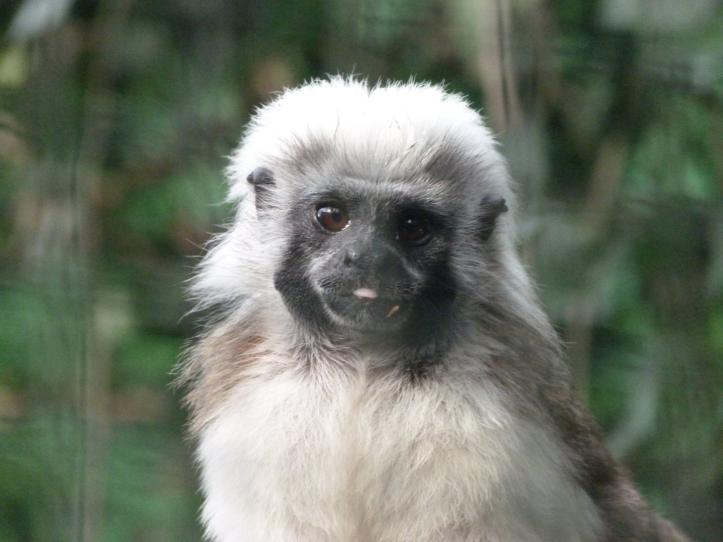 Cotton-top tamarin -Zoo de Santillana del Mar (2024)