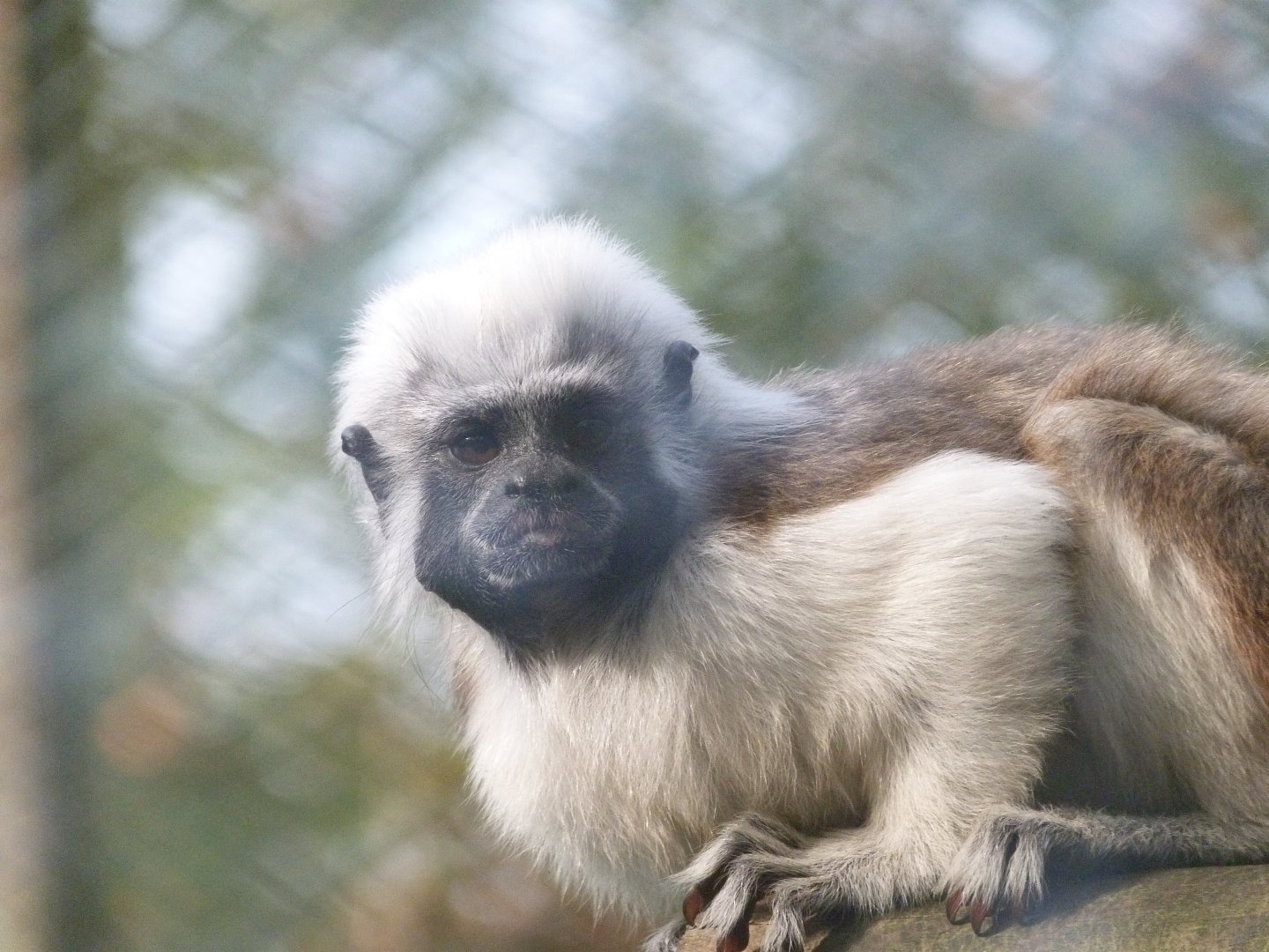 Cotton-top tamarin -Zoo de Santillana del Mar (2024)
