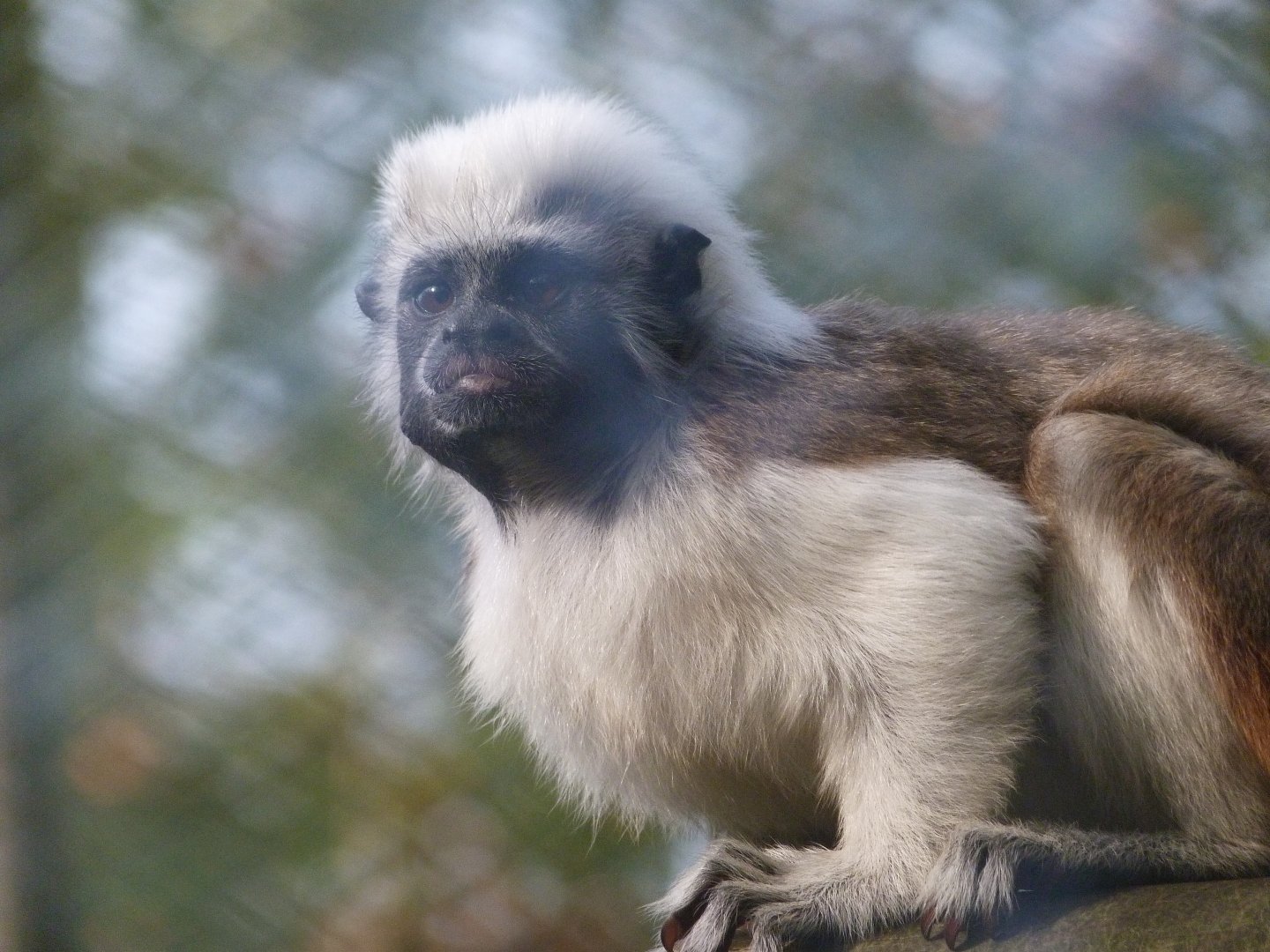 Cotton-top tamarin -Zoo de Santillana del Mar (2024)