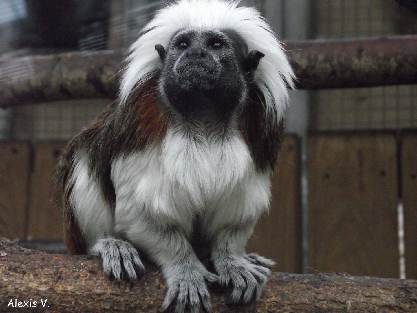 Cotton-top Tamarin - Zooparc de Beauval - 02/2017