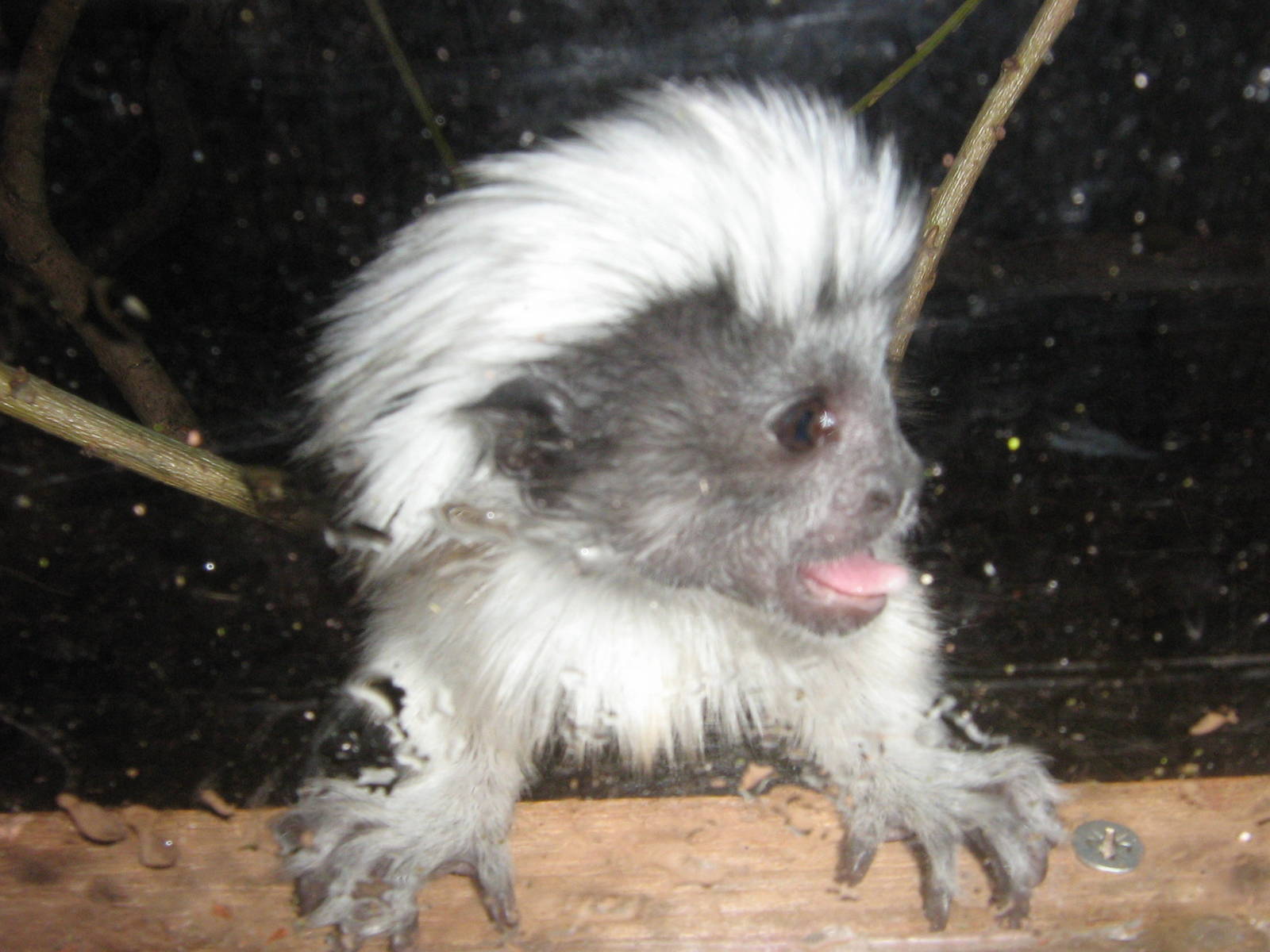 cotton top tamarin