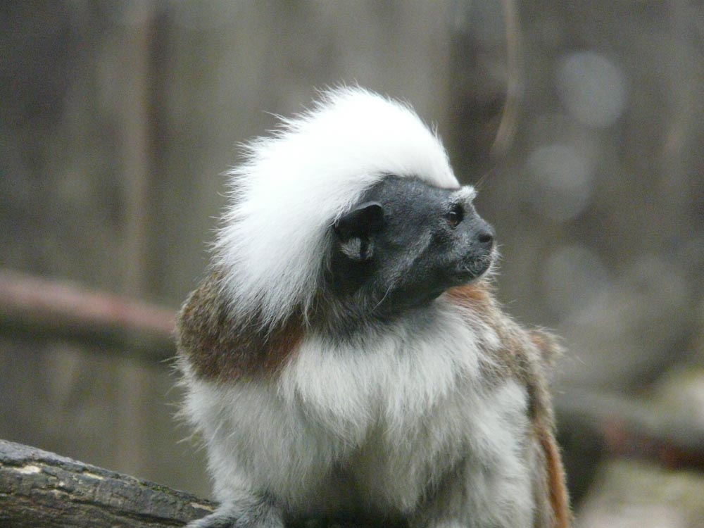 Cotton-top Tamarin
