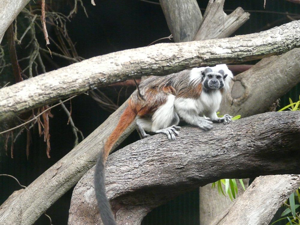 Cotton-top tamarin