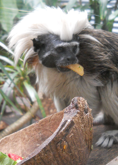 cotton top tamarin