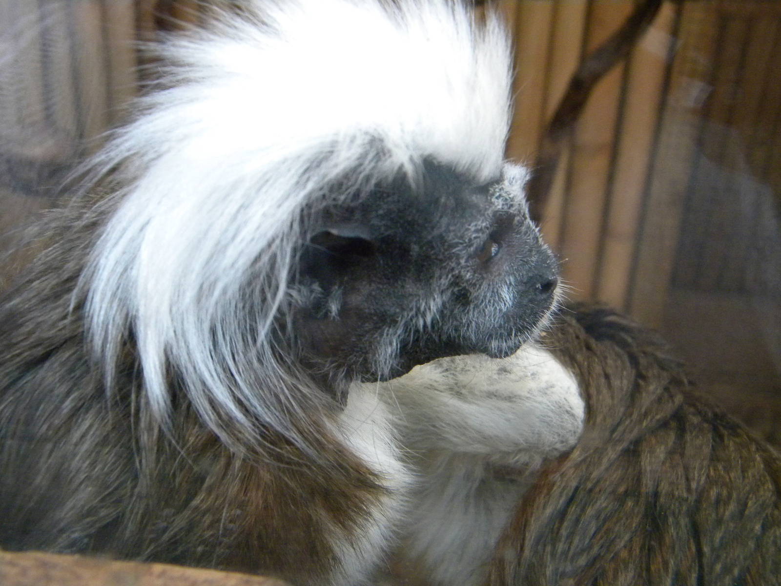 Cotton Top Tamarin.