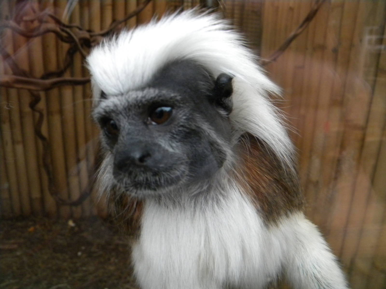 Cotton Top Tamarin.