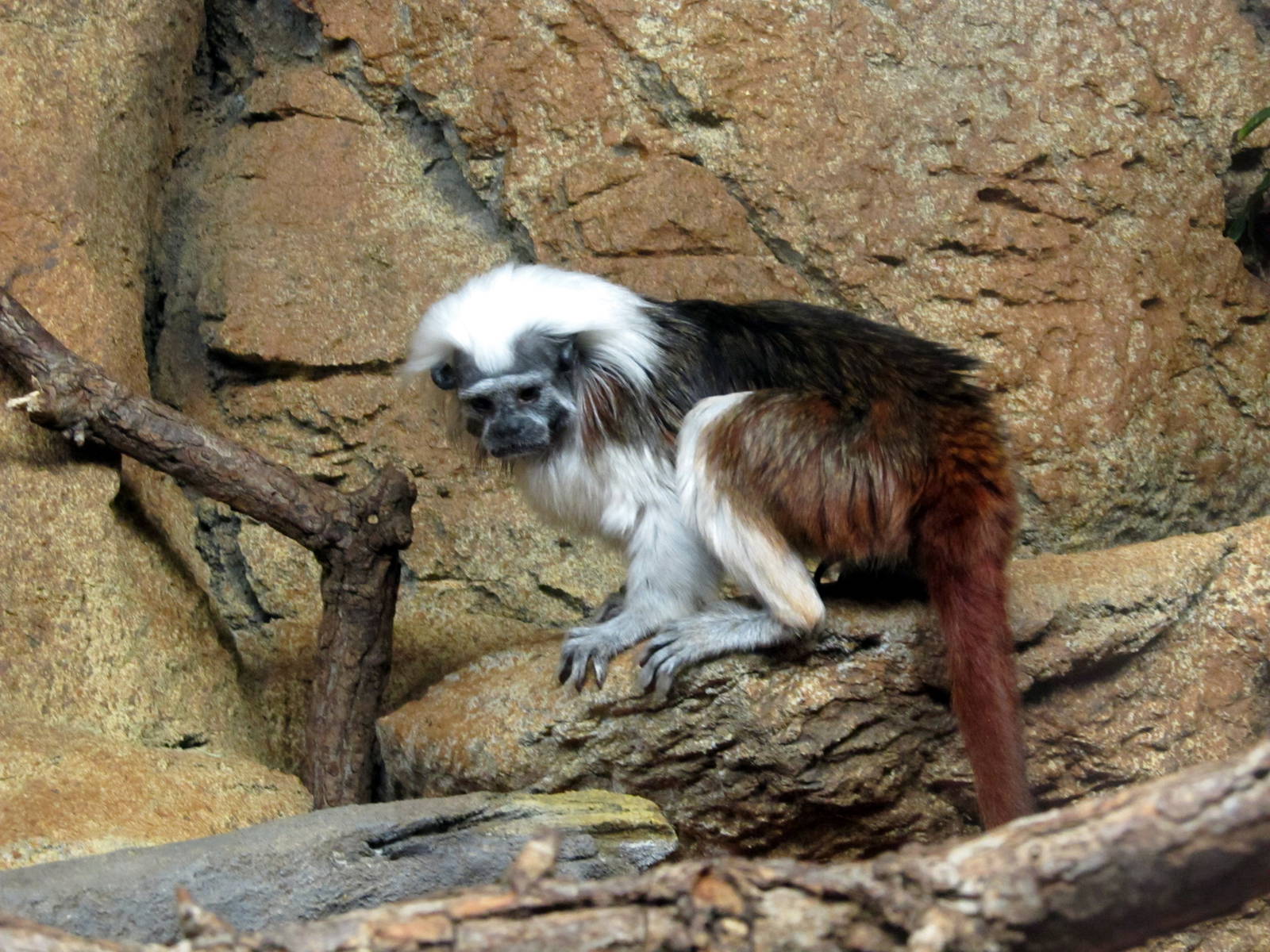 Cotton-top Tamarin