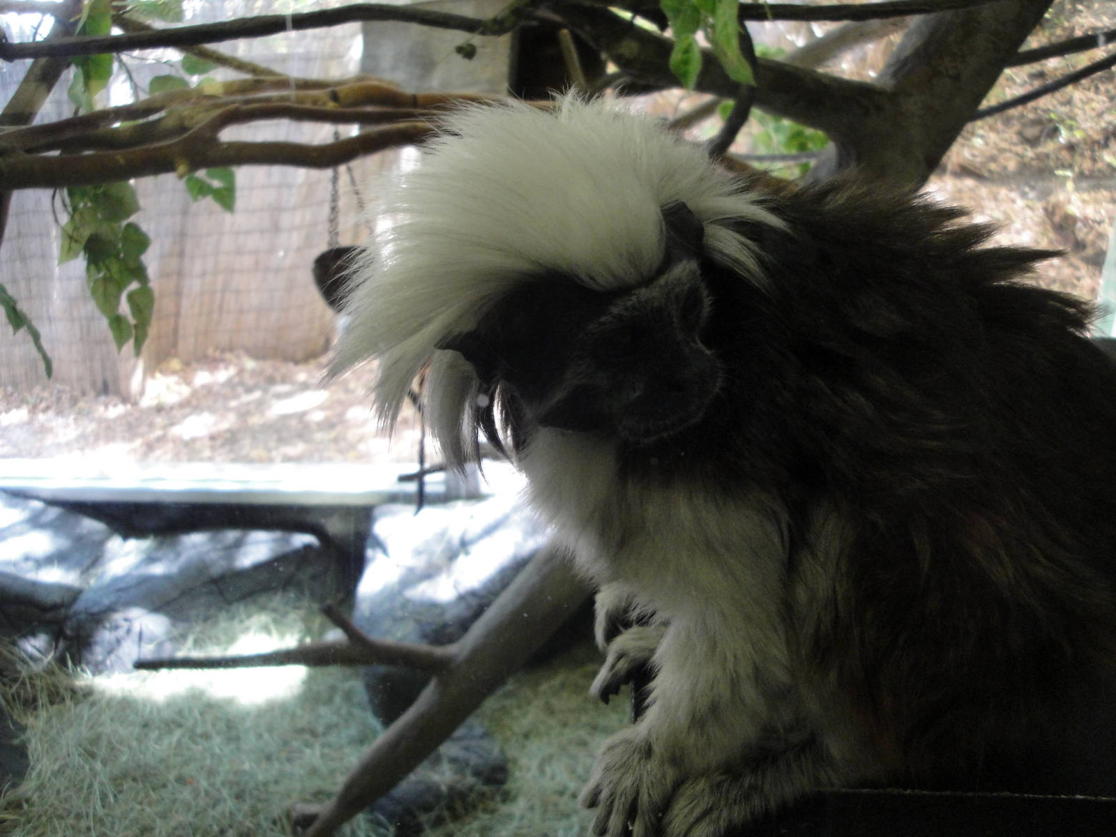 Cotton-top Tamarin