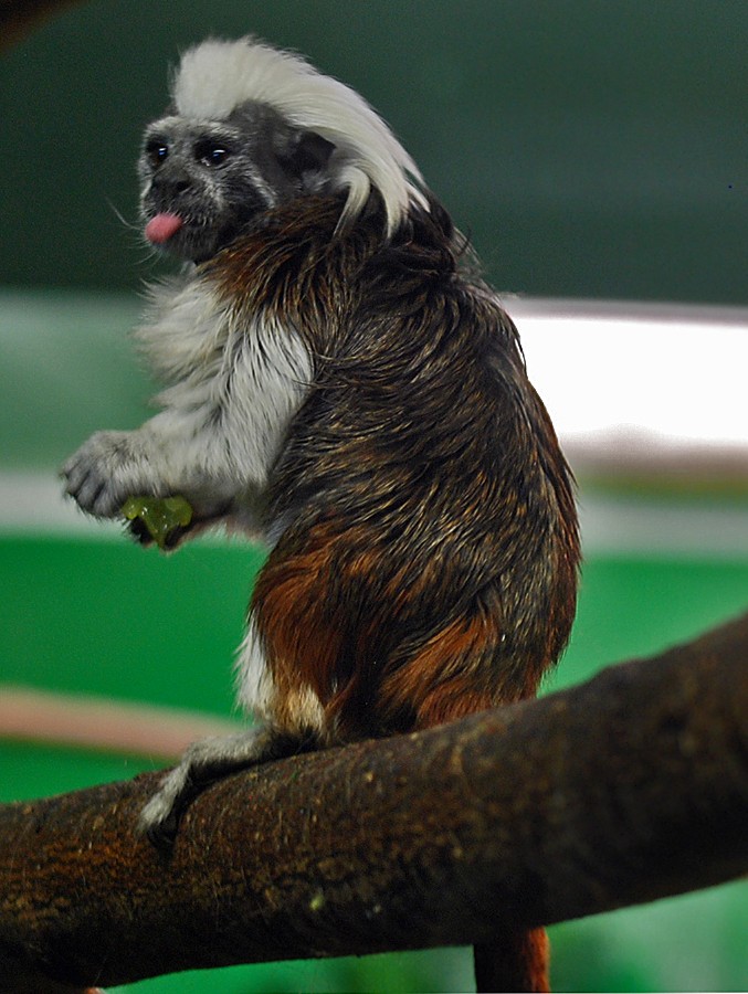 Cotton Top Tamarin