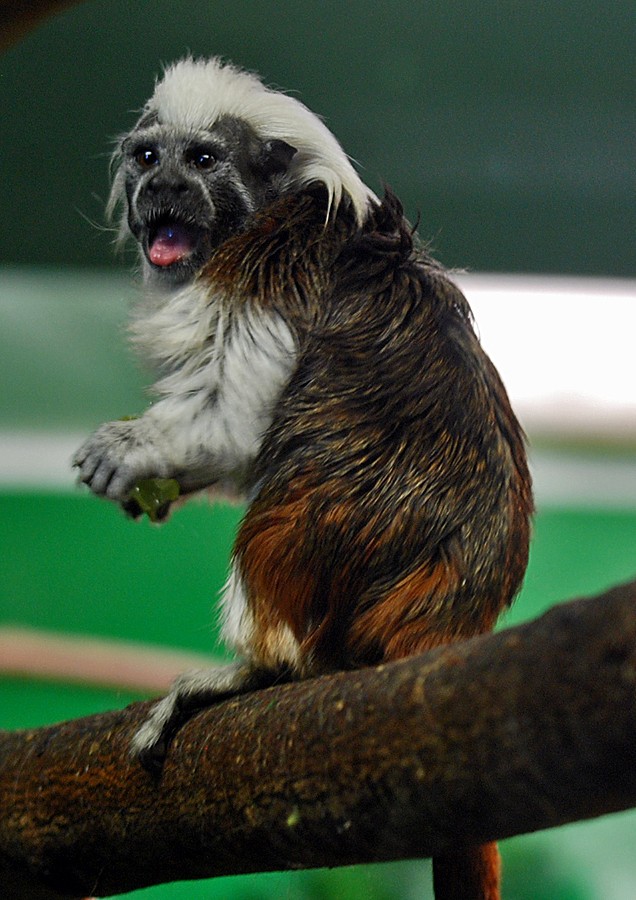 Cotton Top Tamarin