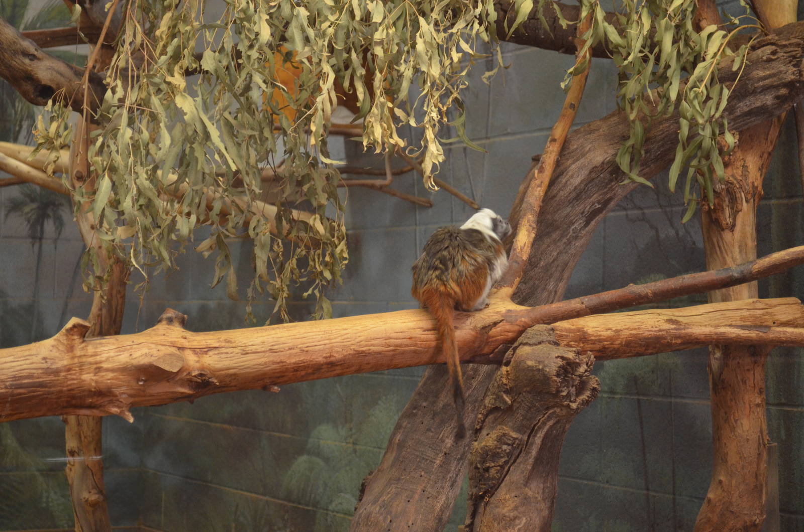 Cotton-top Tamarin