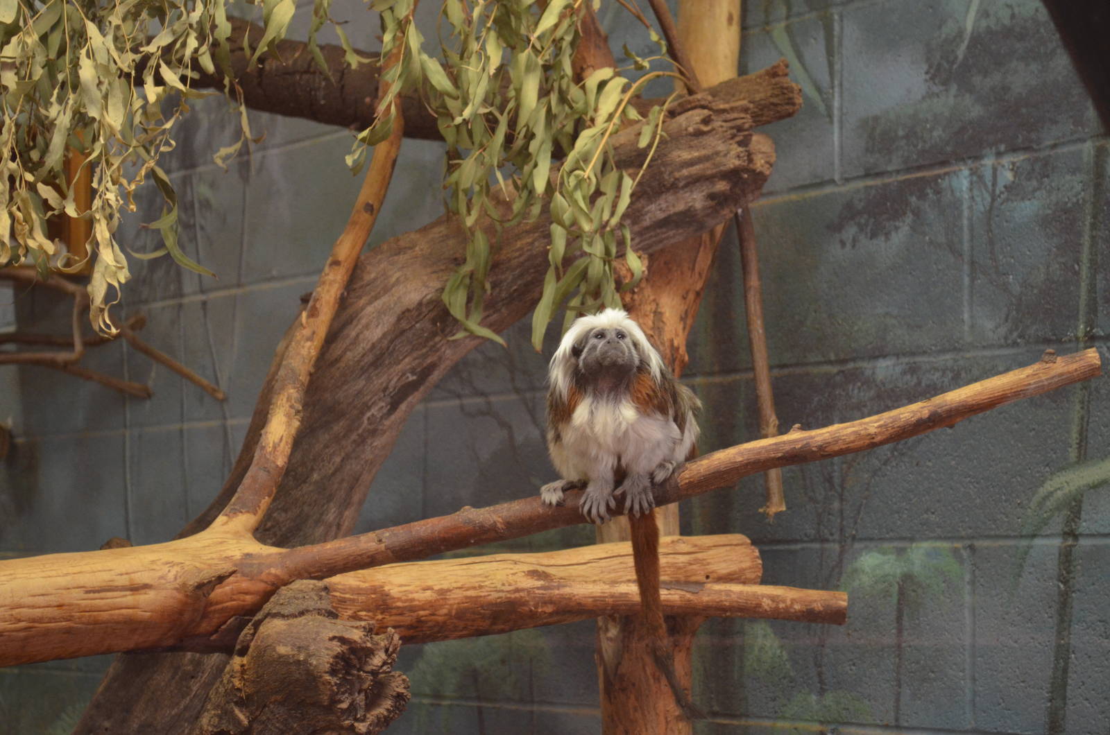 Cotton-top Tamarin