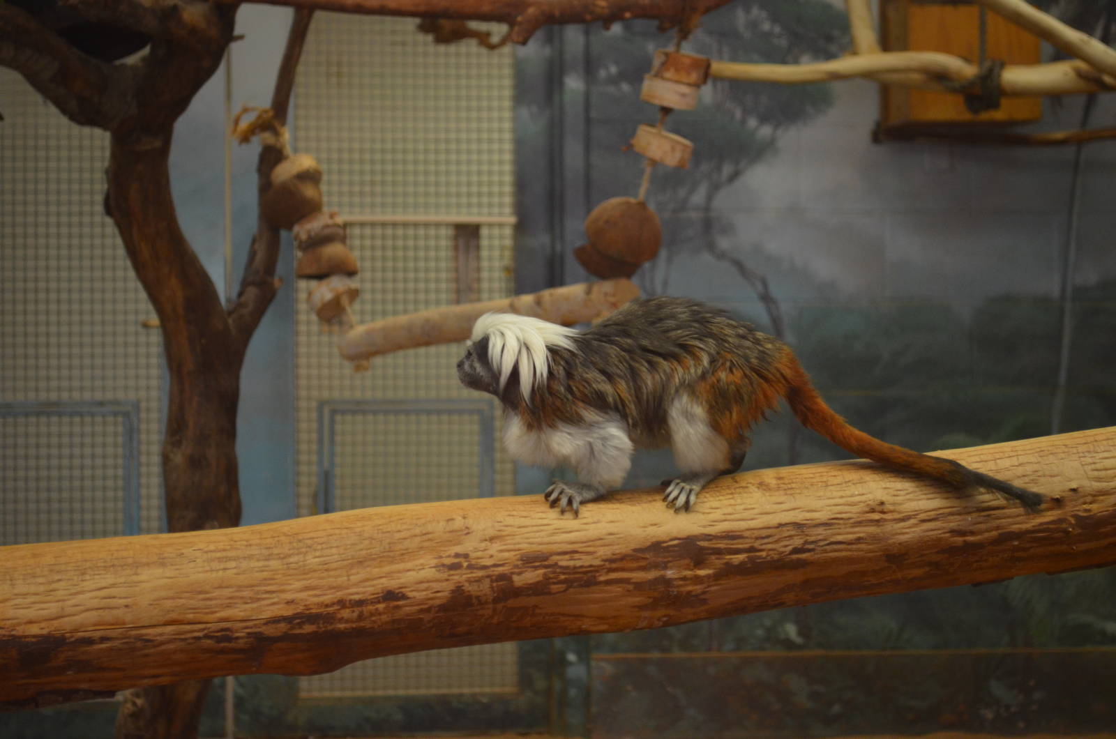 Cotton-top Tamarin