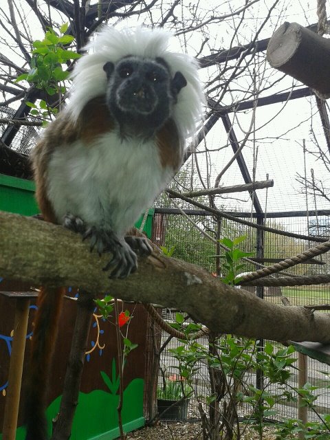 cotton top tamarin
