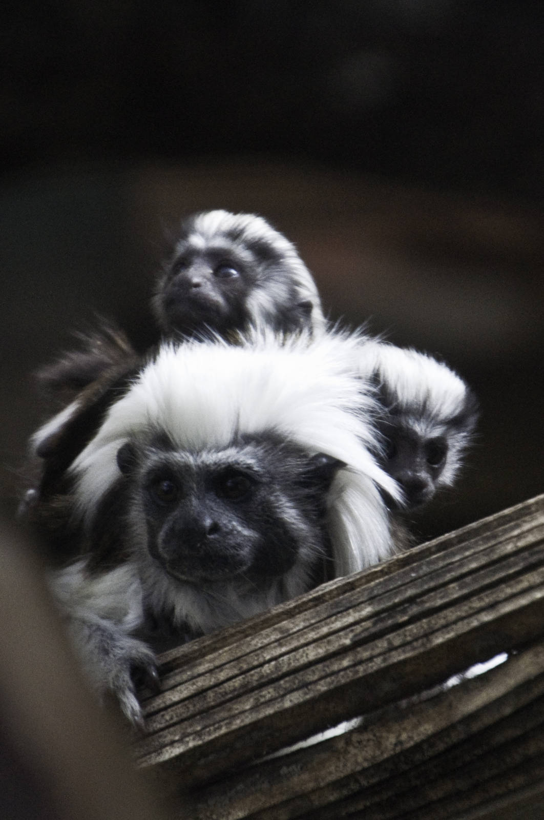 Cotton Top Tamarin