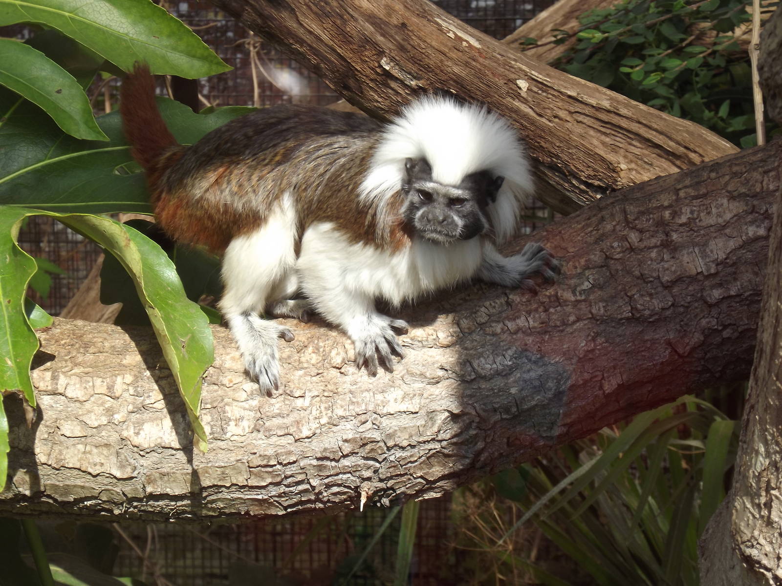 Cotton-top Tamarin
