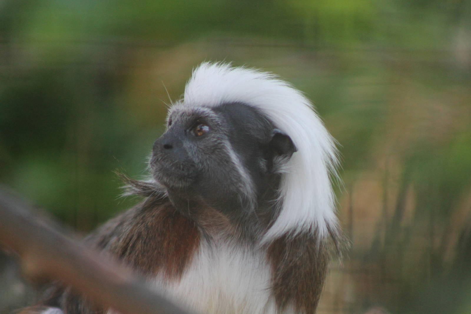 cotton-top tamarin