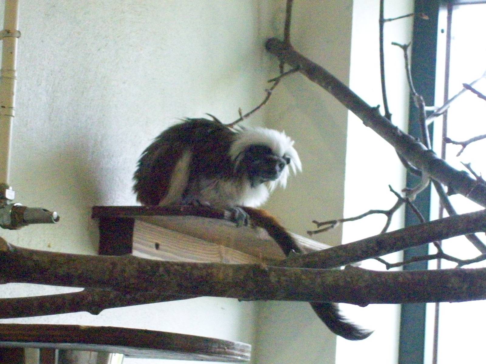 cotton top tamarin