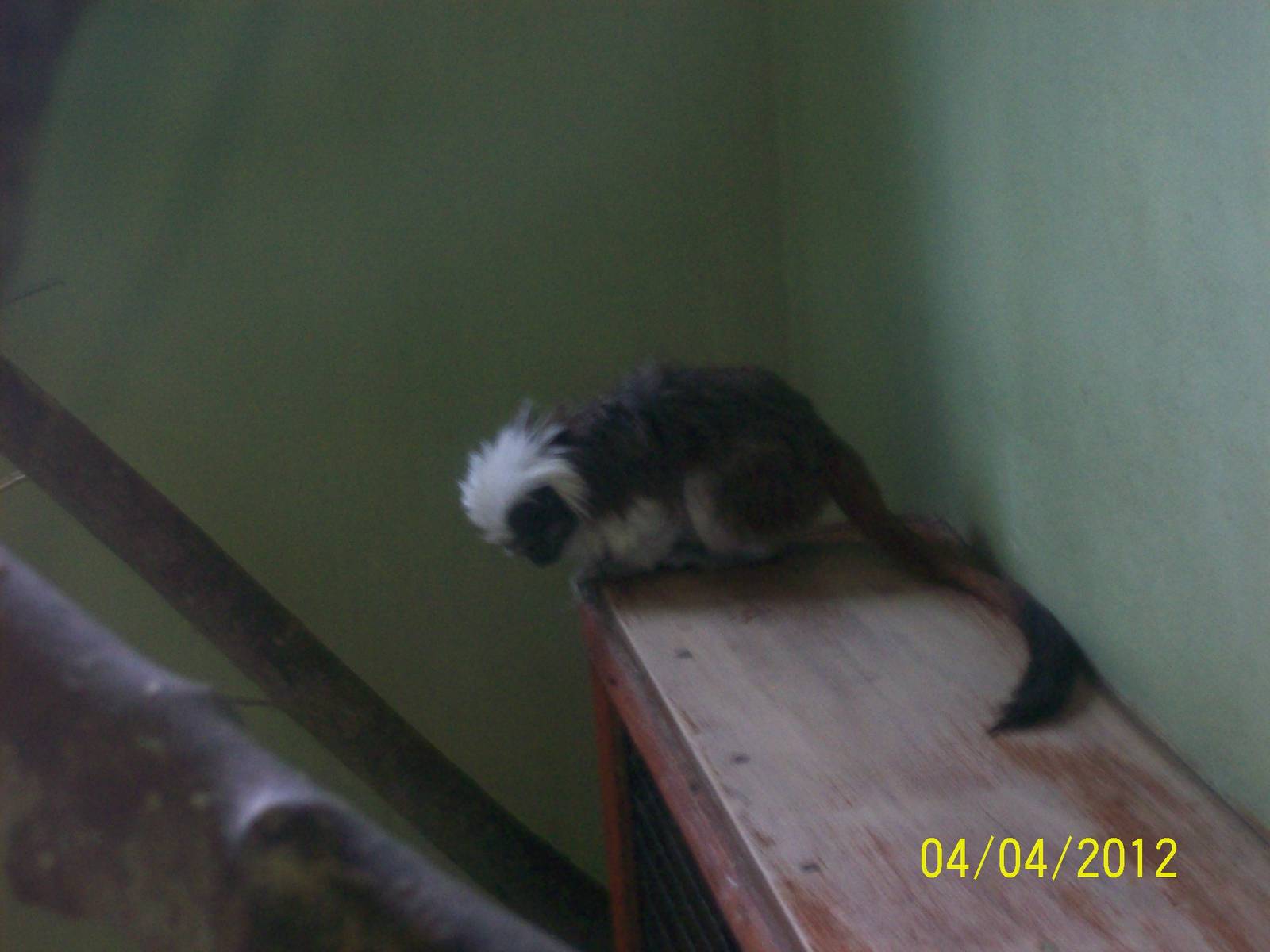 cotton top tamarin