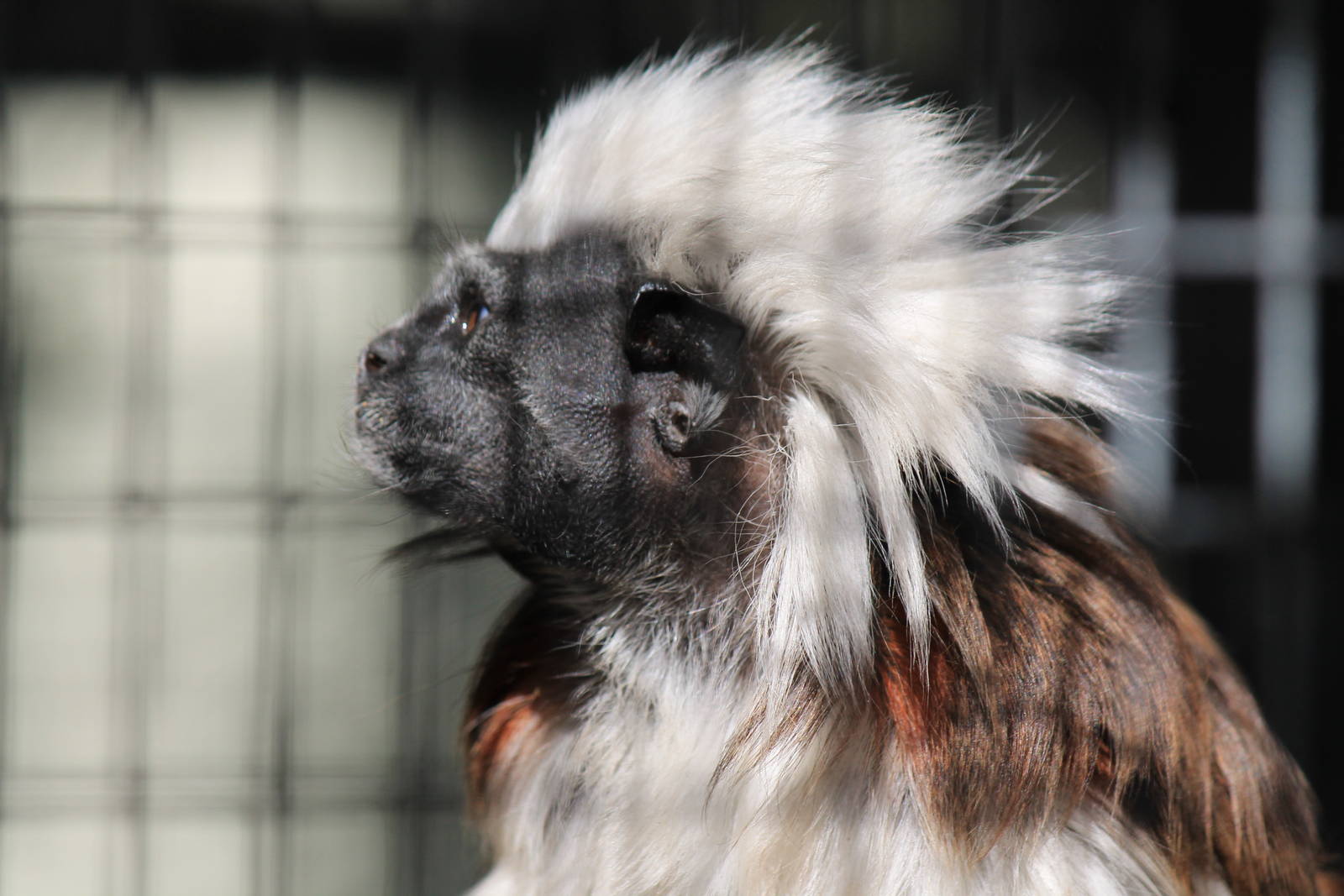 Cotton-Top Tamarin
