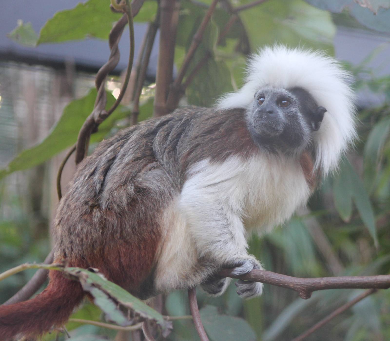Cotton-top tamarin